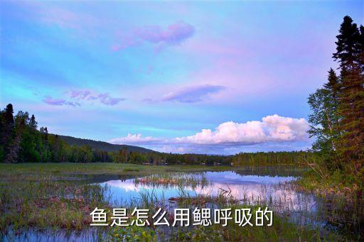 鱼是怎么用鳃呼吸的