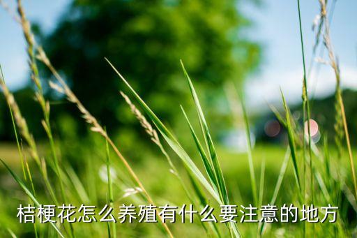 桔梗花怎么养殖有什么要注意的地方