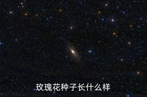 玫瑰花种子长什么样