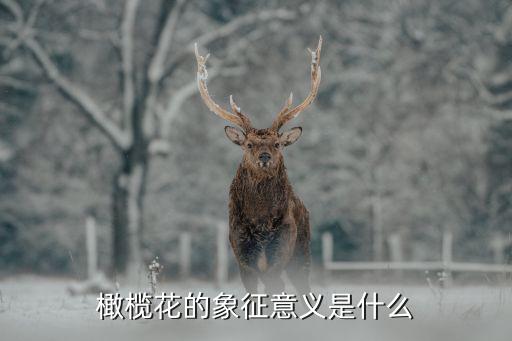 橄榄花的象征意义是什么