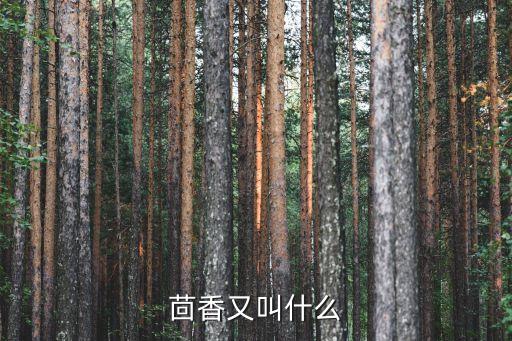 茴香又叫什么