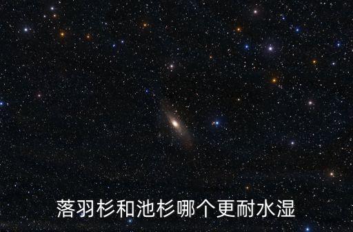 落羽杉和池杉哪个更耐水湿