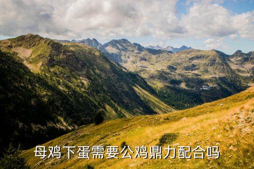 母鸡下蛋需要公鸡鼎力配合吗