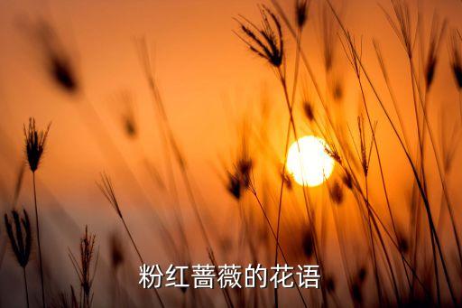 粉红蔷薇的花语