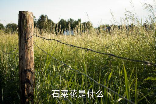 石菜花是什么