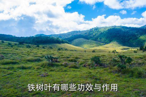 铁树叶有哪些功效与作用
