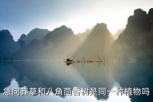 八角和莽草的区别，八角和莽草的区别