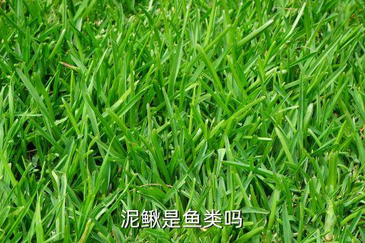 泥鳅鱼，什么是泥鳅啊