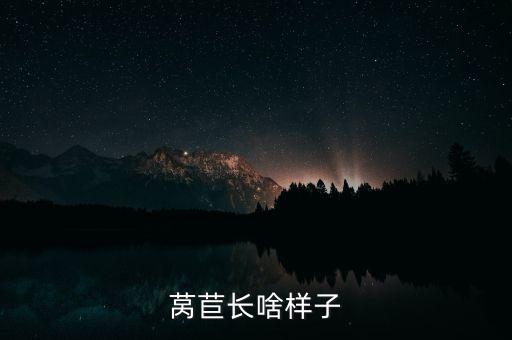 莴苣长啥样子