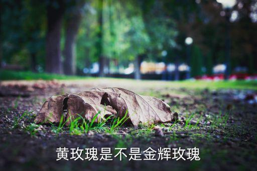 黄玫瑰是不是金辉玫瑰