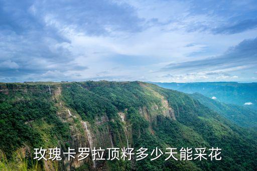 卡罗拉红玫瑰，网购 到哪才能买到盆栽卡罗拉玫瑰