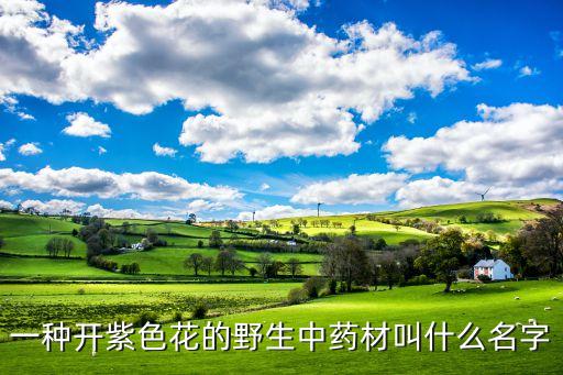 一种开紫色花的野生中药材叫什么名字