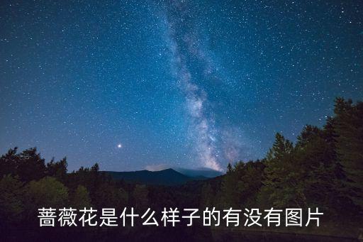 蔷薇花图片大全，蔷薇花是什么样子的有没有图片