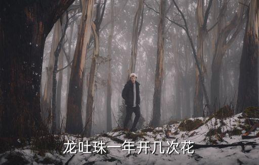 龙吐珠花，龙吐珠花怎样养