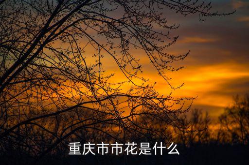 重庆山茶花，重庆的市花山茶花代表什么意义呢
