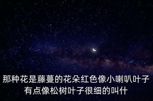 那种花是藤蔓的花朵红色像小喇叭叶子有点像松树叶子很细的叫什
