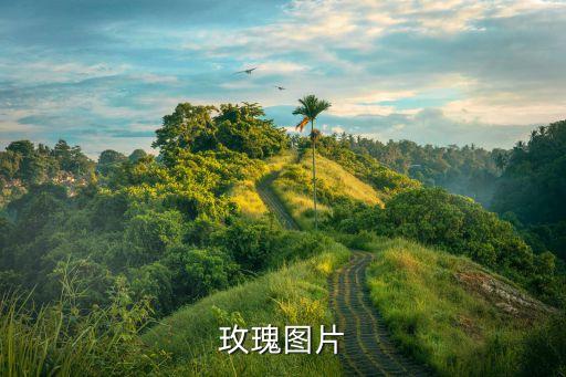 玫瑰花树图片，玫瑰