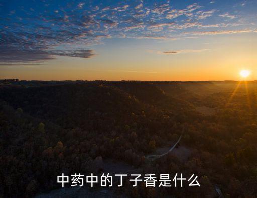中药中的丁子香是什么