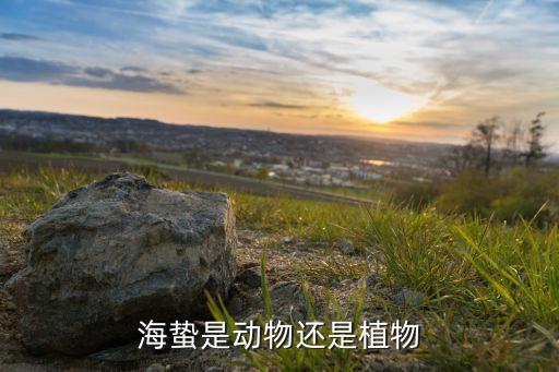 海蛰是动物还是植物
