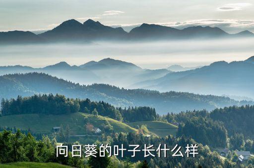 向日葵发芽图片，向日葵的叶子长什么样