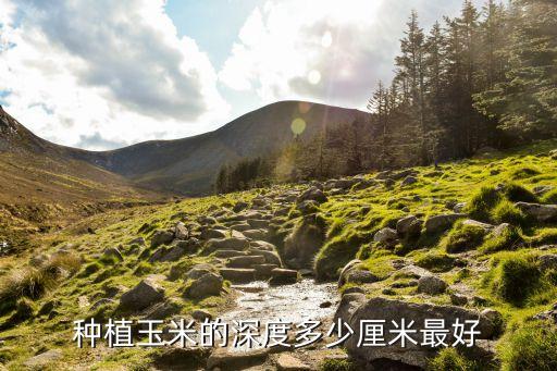 种植玉米的深度多少厘米最好