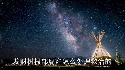 发财树根部腐烂怎么处理救治的