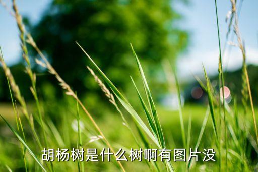 胡杨树是什么树啊有图片没