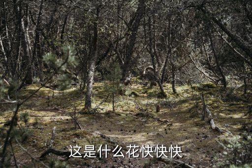 风铃花图片，这是什么花快快快