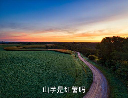 山芋是红薯吗