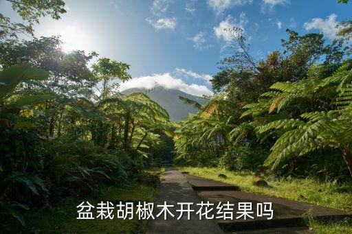 盆栽胡椒木开花结果吗