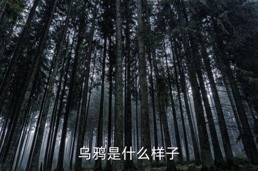 乌鸦长什么样子，乌鸦长啥样
