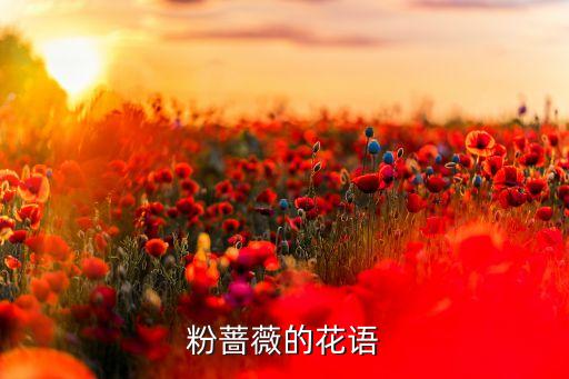 粉蔷薇的花语