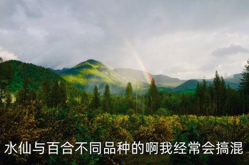 水仙与百合不同品种的啊我经常会搞混