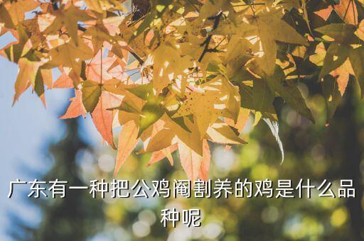 广东有一种把公鸡阉割养的鸡是什么品种呢