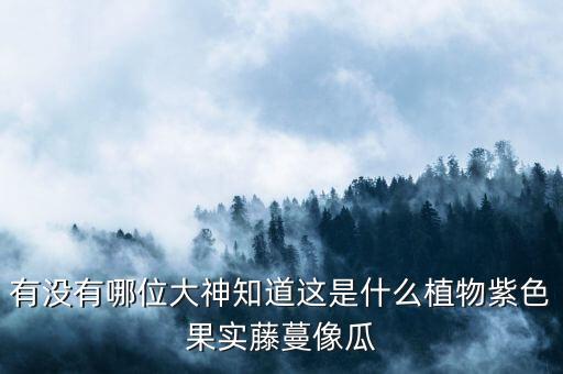 有没有哪位大神知道这是什么植物紫色果实藤蔓像瓜