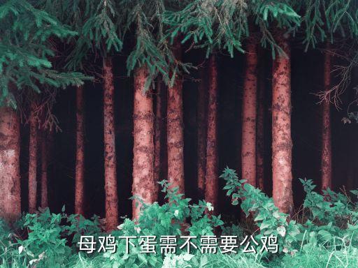 母鸡下蛋需不需要公鸡