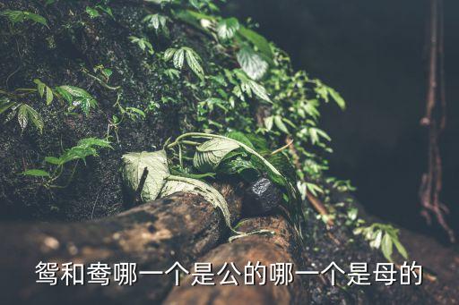鸳鸯哪个是雌哪个是雄，鸳鸯鸳和鸯谁是公谁是母呢