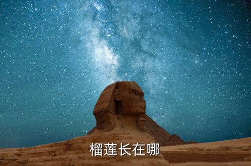 榴莲长在哪