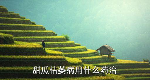 甜瓜枯萎病用什么药治