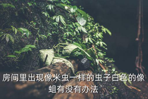 房间里出现像米虫一样的虫子白色的像蛆有没有办法