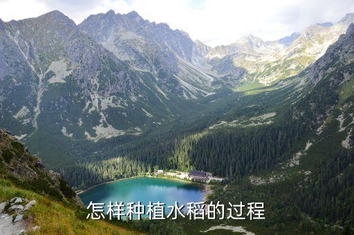 怎样种植水稻的过程