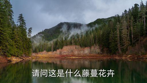 请问这是什么藤蔓花卉