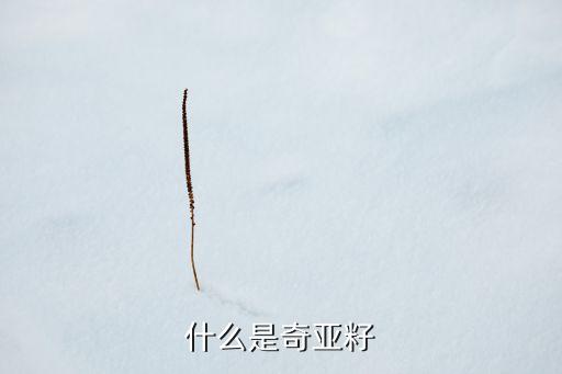 什么是奇亚籽