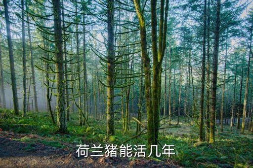 荷兰猪能活几年