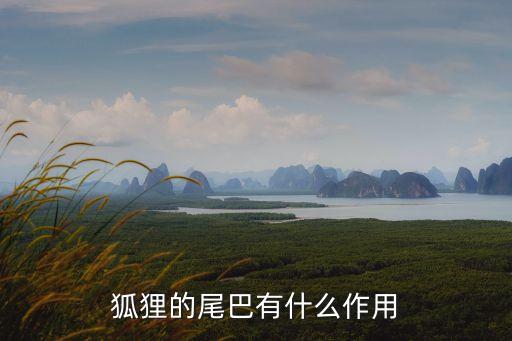 狐狸尾，狐狸的尾巴是做什么的