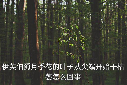 伊芙伯爵月季花的叶子从尖端开始干枯萎怎么回事