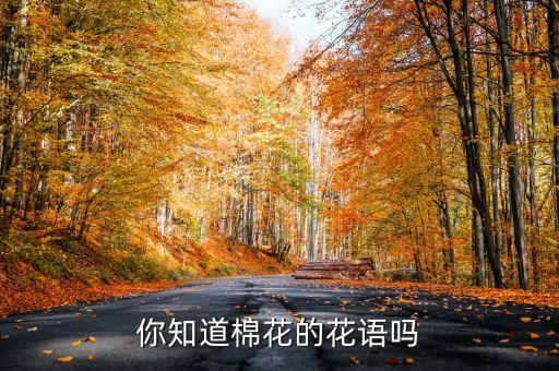 你知道棉花的花语吗