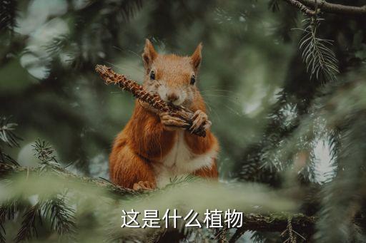 这是什么植物