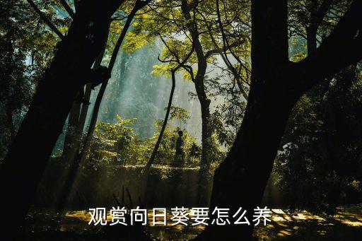 观赏向日葵要怎么养