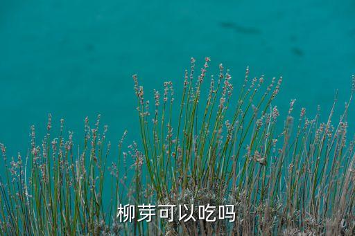 柳芽可以吃吗
